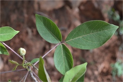 Commiphora caudata var. pubescens